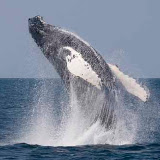 Breaching humpback whale