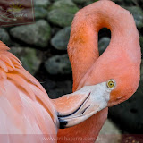 Flamingo - Parque Histórico - Guayaquil - Equador