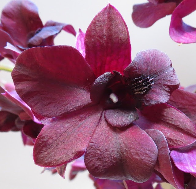 [Orchid-Black-Cat-Dendrobium-11.jpg]
