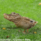 Duckodile.gif
