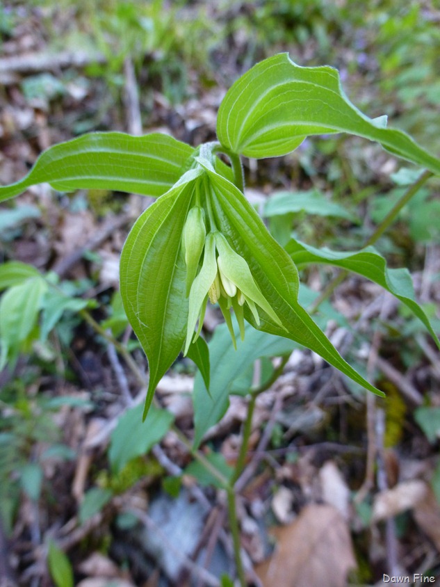 [Chestnut-top-523.jpg]