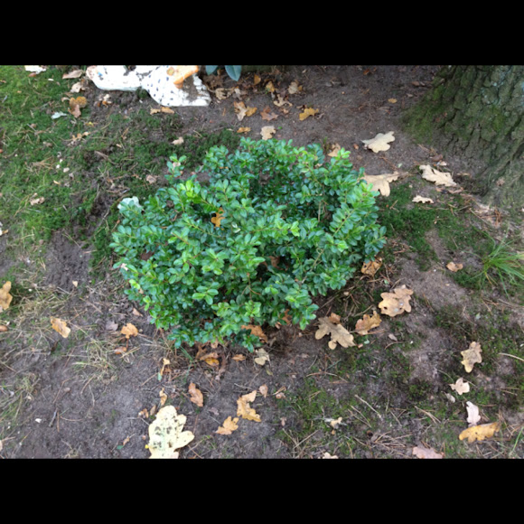 Spotting Image 1