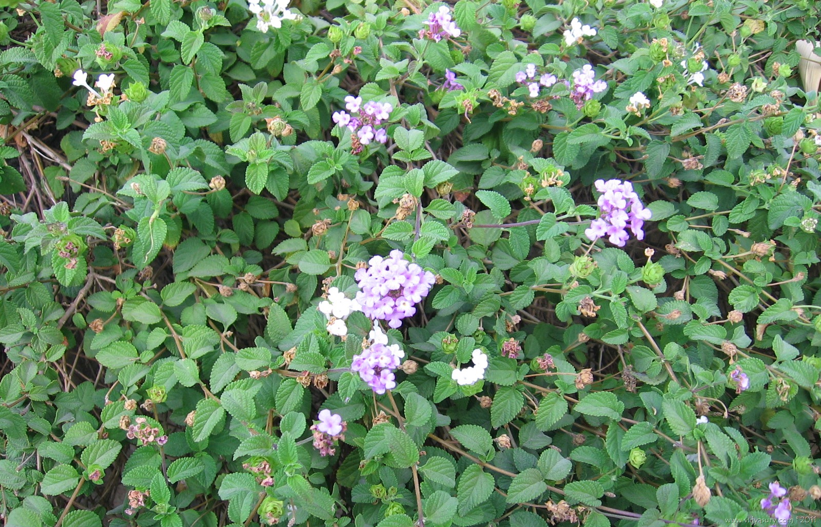 [VidyaSury-7%255B12%255D.jpg]