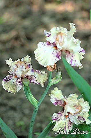 [BrindleBeauty_iris2%255B7%255D.jpg]
