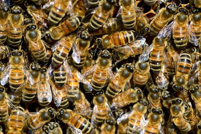 [Buckfast%2520Honey%2520Bees%2520on%2520the%2520First%2520Day%2520of%2520Spring%25202014%255B3%255D.jpg]