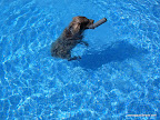 Objeto sacado del fondo de la piscina.