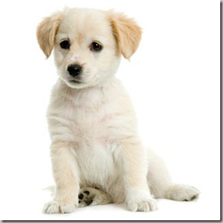 cute-white-puppy