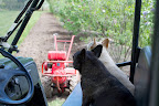 Getting Ready to Plant More Roses