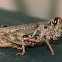 Grasshopper.