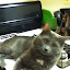 cats_reneseme_2011_06_10_08.jpg