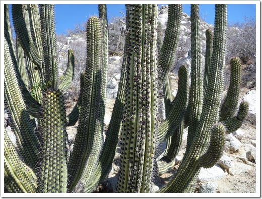 Los Frailes cactus