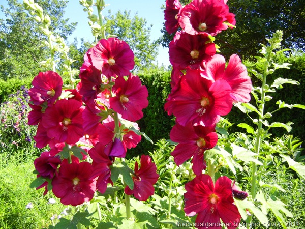 [Golf%2520Cart%2520Hollyhocks%255B10%255D.jpg]