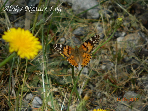 Nymphalidae%25252c%252520vanessa%252520cardui%25252c%252520painted%252520lady