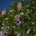 IMG_4721.jpg