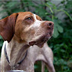 laika_stehend_1.jpg