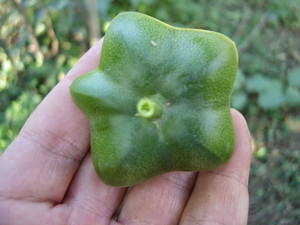 [Plukenetia%2520volubilis%25202%255B4%255D.jpg]