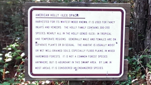 American Holly ( Ilex Opaca)