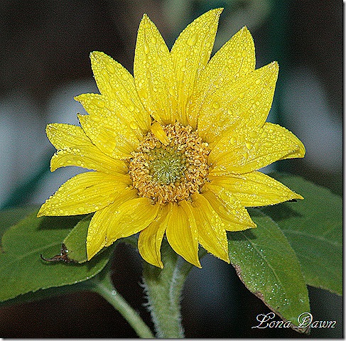 Fosrty_Sunflower