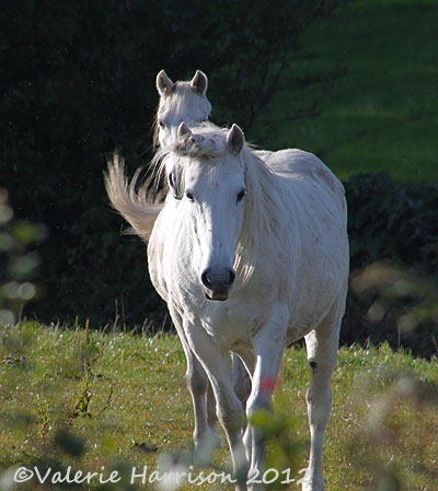 [53-White-Horses%255B2%255D.jpg]