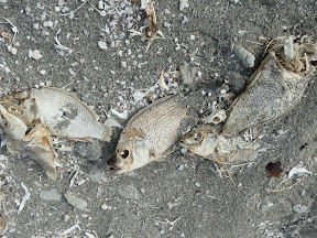 Dead fish