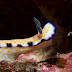 P4207917
