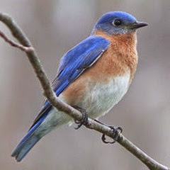 Eastern_Bluebird-27527-2