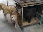 Ziggy con sus hermanos muy contento