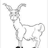 llama001.jpg