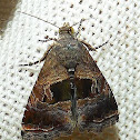 Moth
