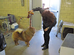 We've arrived at the show, Jan!  There are so many dogs here, of all different breeds, not just chows!