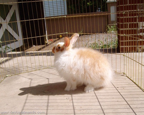 coelho angora peludo desbaratinando (15) coelho angora peludo desbaratinando (15)