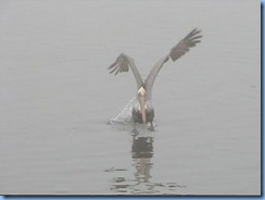 6515c Texas, South Padre Island - Birding and Nature Center - old section of boardwalk - Pelican fishing