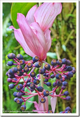 140726_HawaiiTropicalBotanicalGarden_Medinilla-magnifica_0003