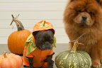 What Halloween would be complete without a Pumpkin Costume?  Aren't I festive, G.K.?