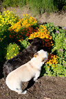 These little marigolds smell kind of spicy.