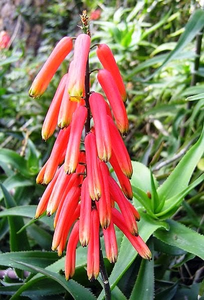 [Aloe%2520ciliaris%255B4%255D.jpg]