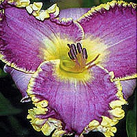 [Lily_clothedinglorydaylily_LG%255B4%255D.jpg]