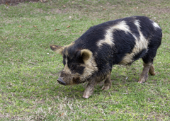 Exotic Game Farm Spring Exotic Game Farm Spring