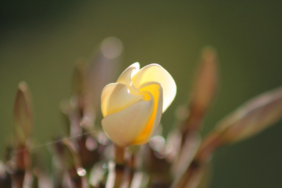 IMG_2161 IMG_2161