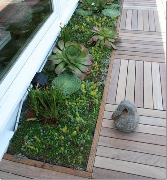 succulent-garden-in-home-and-outdoor5-1