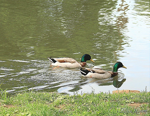 [YP_Mallards%255B7%255D.jpg]