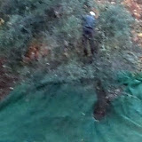 Homem morre enquanto apanhava azeitona em Gouveia