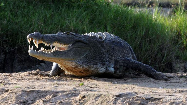 A crocodile sunbathes on a river bank in a nature reserve. Lakruwan Wanniarachchi / AFP