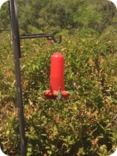 Hummingbirds outside the visitor center