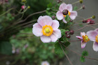 They are a great flower for cutting as they can last up to nine days in a vase if they are cut right before the blossom opens!  Of course, you must also change the water in the vase daily.