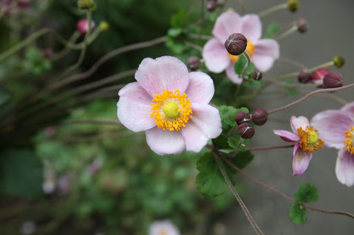 They are a great flower for cutting as they can last up to nine days in a vase if they are cut right before the blossom opens!  Of course, you must also change the water in the vase daily.