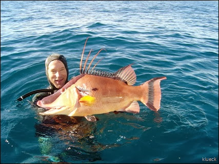 hogfish