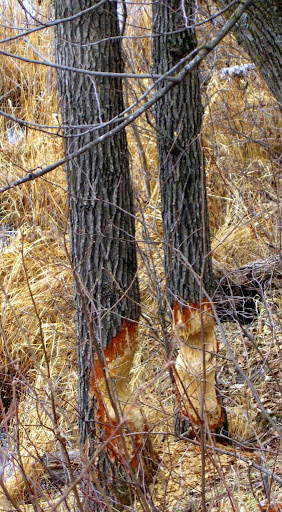 Fresh beaver cutting on oak trees near twin lakes