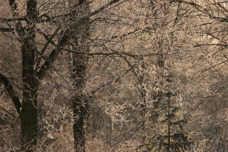 [hoarfrost1-2-13a%255B5%255D.jpg]
