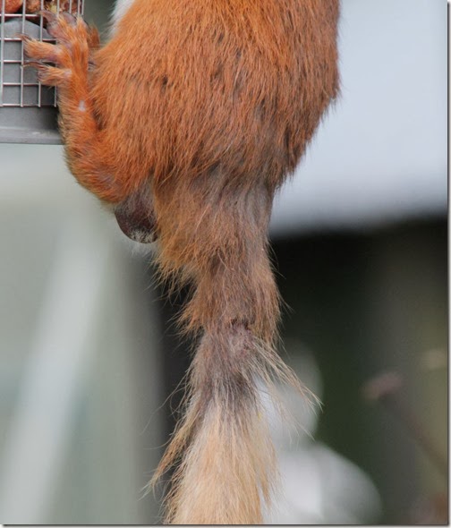 red-squirrel-injured-tail-2